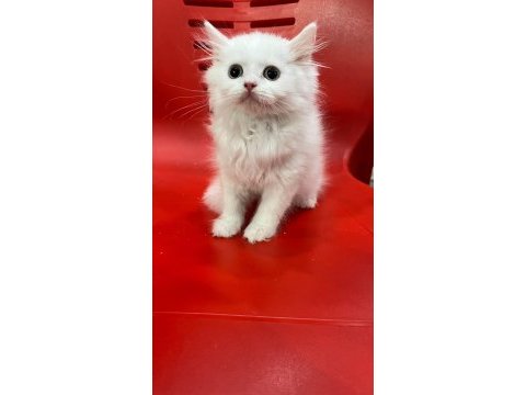 3 aylık beyaz british shorthair