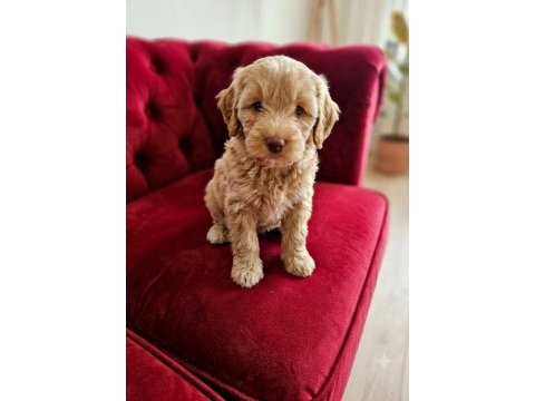 Maltipoo yavrular