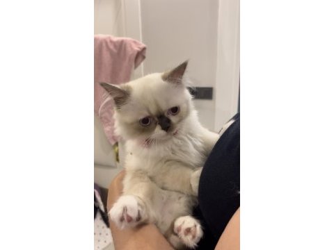 Pofidik chinchilla pandamıza yuva arıyoruz