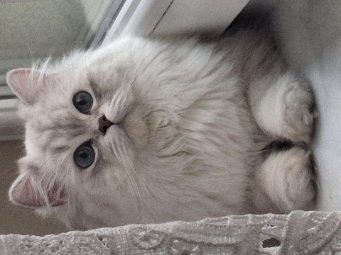 11 aylık british longhair mavi göz