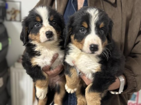 Petmode köpek çiftliğinden bernese yavrularımız