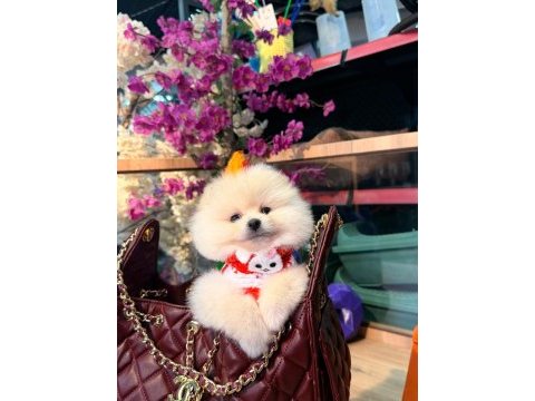 Sağlık ve ırk garantili pomeranian