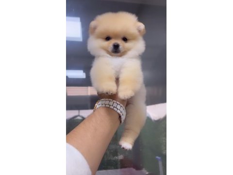 Pomeranian boo dişi 2.5 aylık teacup