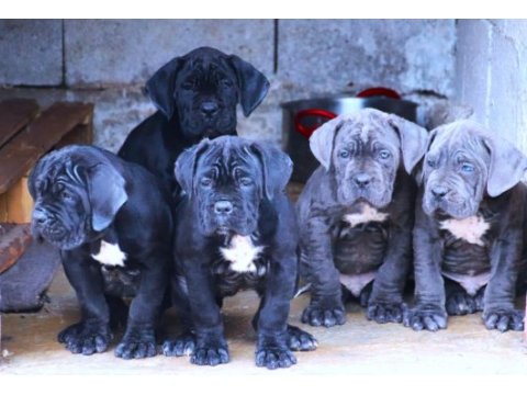 Fcı-kıf secereli safkan cane corso köpekler