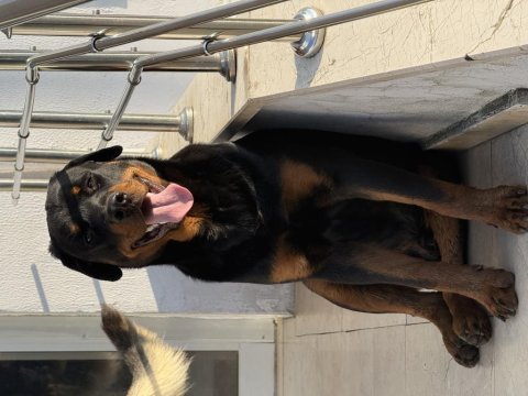 Safkan 6 aylık erkek rottweiler