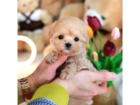 Teddy bear kore kanı toy poodle yavrularımız