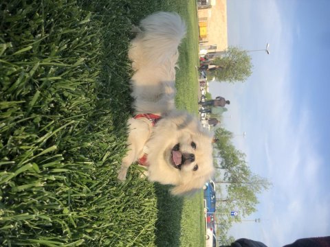 A kalite imperial pekines 1.sınıf
