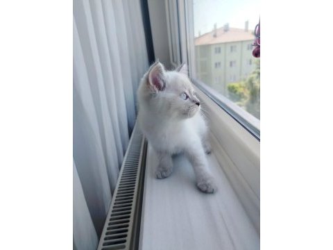 British shorthair dişi yavru