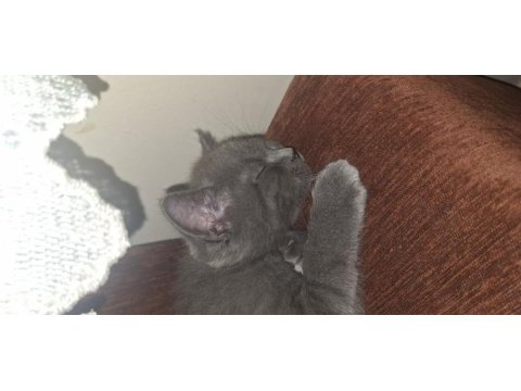 Safkan british shorthair yavrular