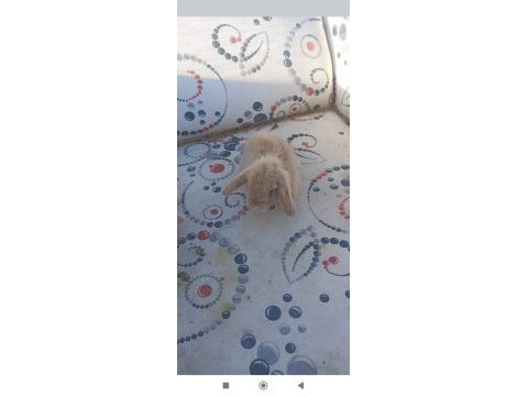 Hollanda teddy lop tavşan yavruları