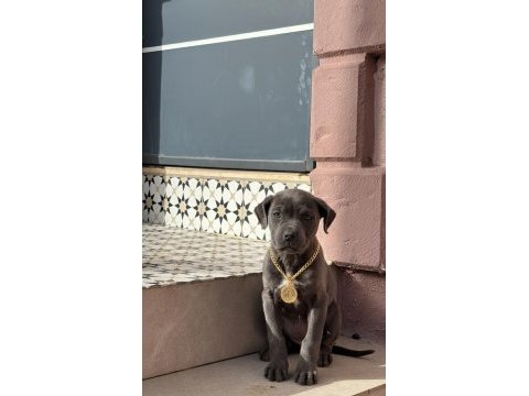 Cane corso yavrular