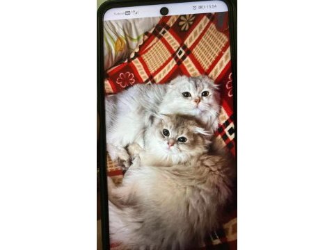 Cok uygunsa safkan kaliteli longhair erkek
