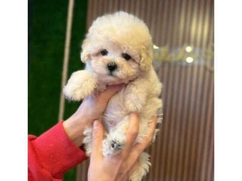 Show kalite maltipoo yavrular