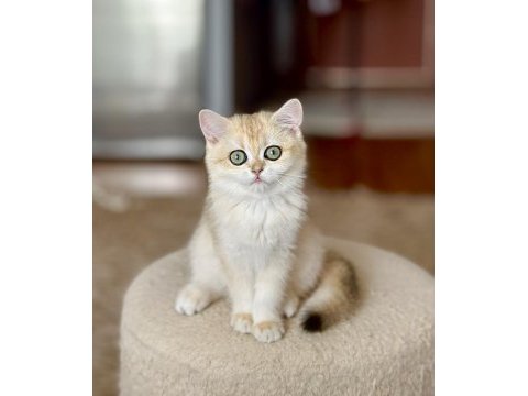 Şecereli british shorthair dişi yavru