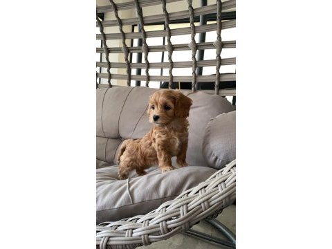 2 aylık dişi maltipoo
