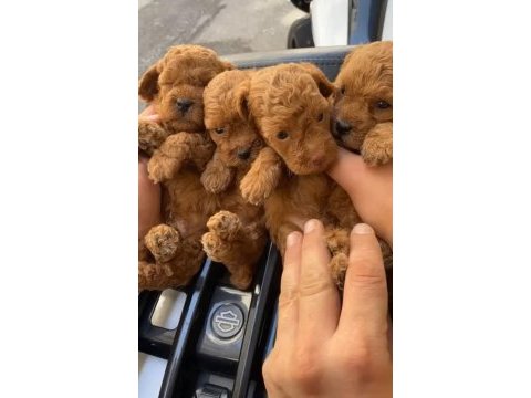 Toy poodle evinizin maskotu olacak