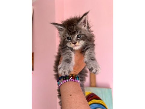 Safkan secereli maine coon bebekler