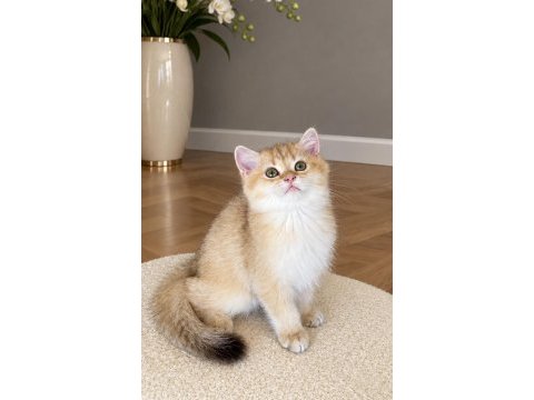 Safkan british shorthair chocolate golden erkek
