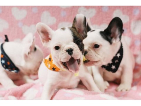 French bulldog yavruları