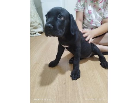 60 günlük dişi yavru cane corso