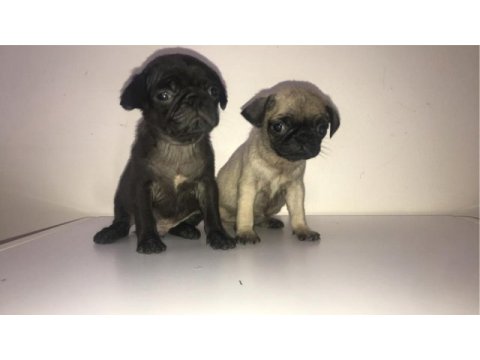 Pug bebişler
