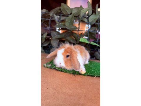 Hollanda lop ve cüce tavşan yavrularımız