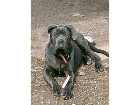 7 aylık erkek blue cane corso