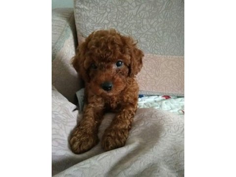 Orijinal toy poodle bebekleri