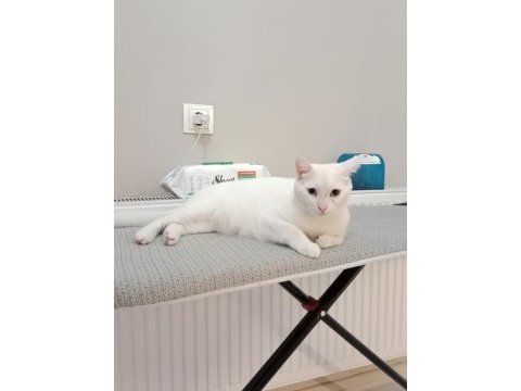 4 yaşında dişi van kedisi