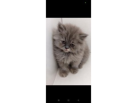 Kızımız 2,5 aylık british longhair