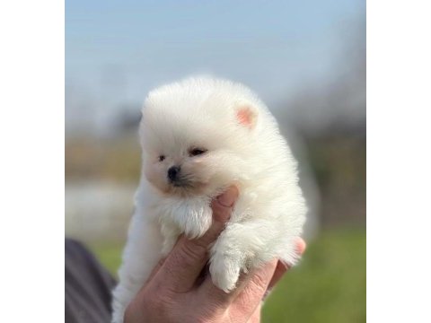 Beyaz pomeranian boo