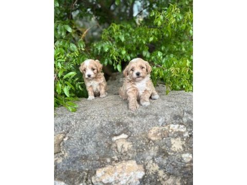 Maltipoo core yavrularımız sağlık ve ırk garantilidir