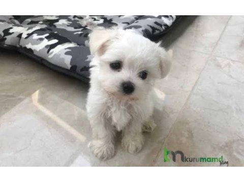 Orijinal mükemmel maltese terrier yavrularımız
