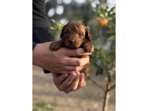 Sevgi ile büyüyen poodle yavrularım yeni ailelerini arıyor