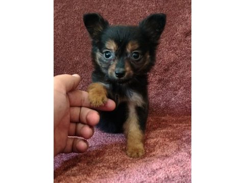 Hem minyatür hemde sevimli pinscher bebekler