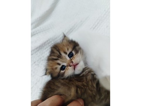Scottish fold ve scottish straigt erkek yavrular