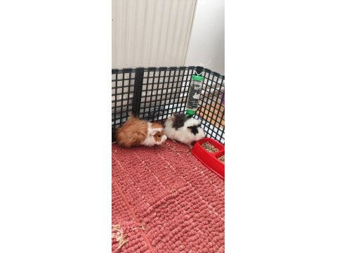 Guinea pig sağlıklı erkek ve dişi
