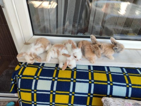 Hollanda teddy lop tavşan