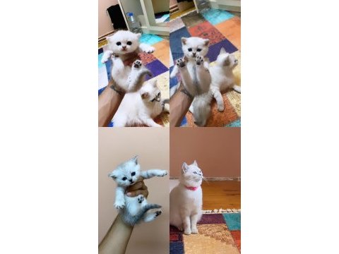 Kediler toplu sahiplendirme olacaktır