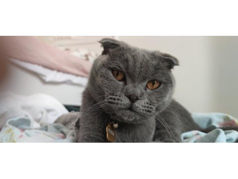 1.5 yaşında erkek aşıları tam scottish fold