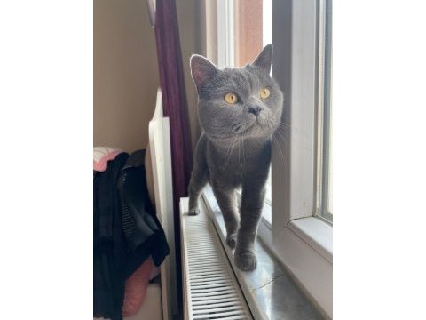 British shorthair kedisi