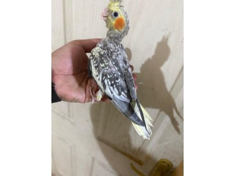 38 günlük konuşturmalık bebek sultan papağanı