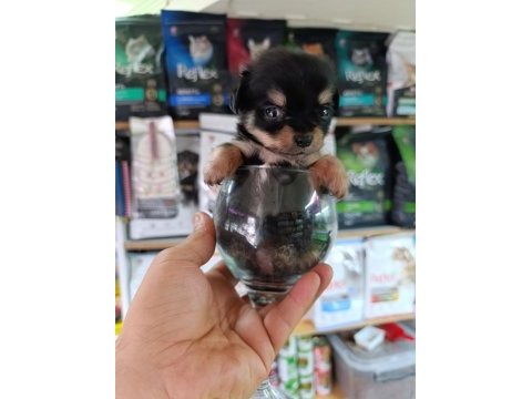 Minnacık teacup longhair chihuahua