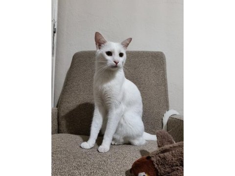 Ücretsiz sahiplendirme kedimiz leo erkek kısırlaştırılmış