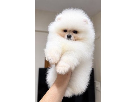 Kartopu gibi pomeranian boo