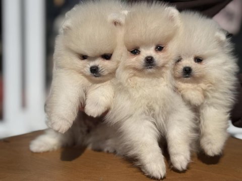 Show kalite tea cup pomeranian boo yavrularımız