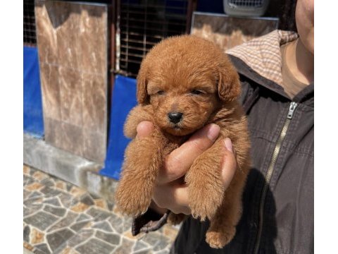 Toy poodle yavrularımız