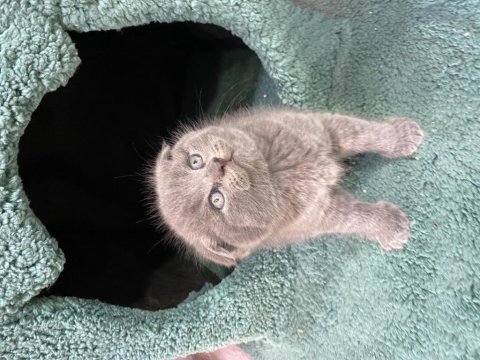 50 günlük orijinal british shorthair bebekler