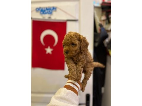 Toy poodle bebeğimiz