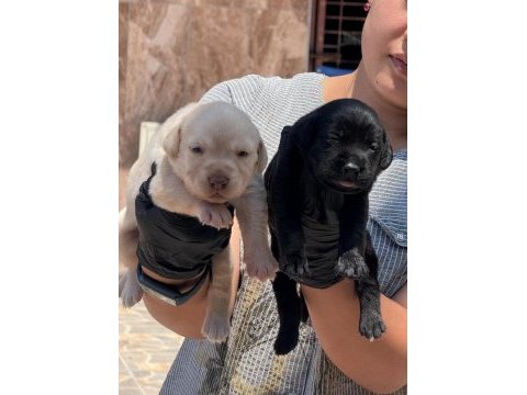 Labrador siyah renk bebekler hazır